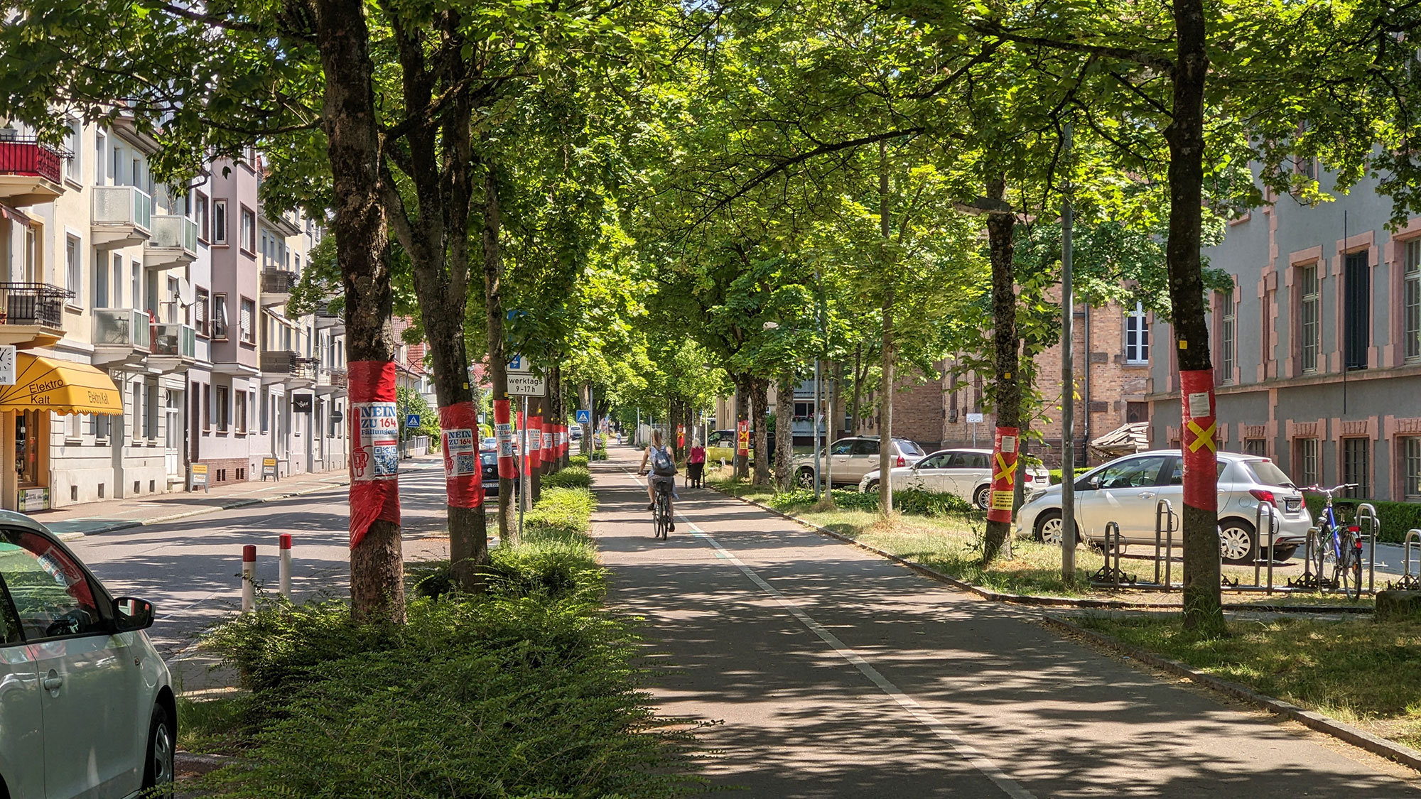 Du betrachtest gerade Naturdenkmal Alleen Weingarten- und Moltkestraße