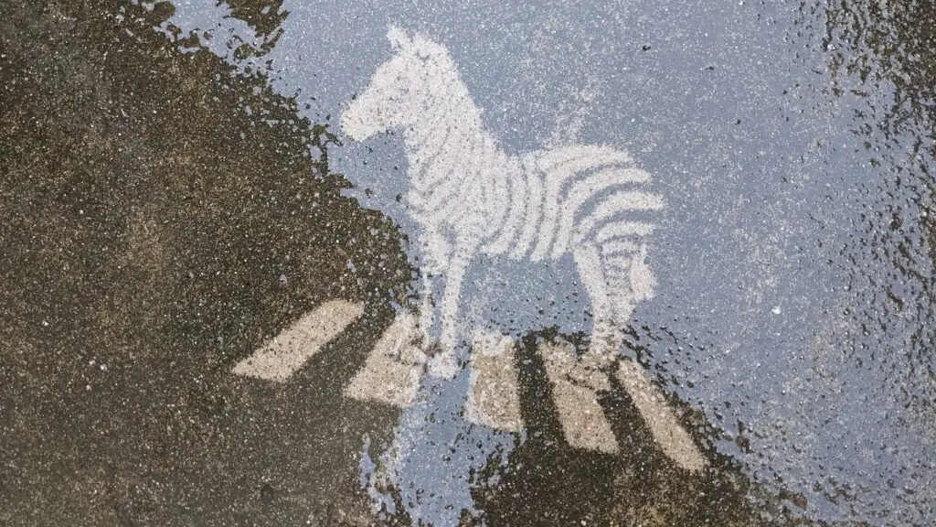 Ein weißer Zebrastreifen und die Silhouette eines Zebras spiegeln sich in einer Pfütze auf dem nassen Asphalt und erwecken den Eindruck, als stünde ein Zebra auf dem Zebrastreifen.