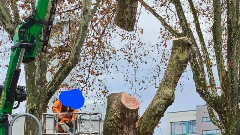 Ein Arbeiter in orangefarbener Schutzkleidung steht auf einer Hebebühne und bedient einen grünen Kran, um große Äste von einem hohen Baum in einem städtischen Gebiet zu entfernen. In der Nähe sind mehrere Lastwagen geparkt und im Hintergrund sind Gebäude zu sehen.