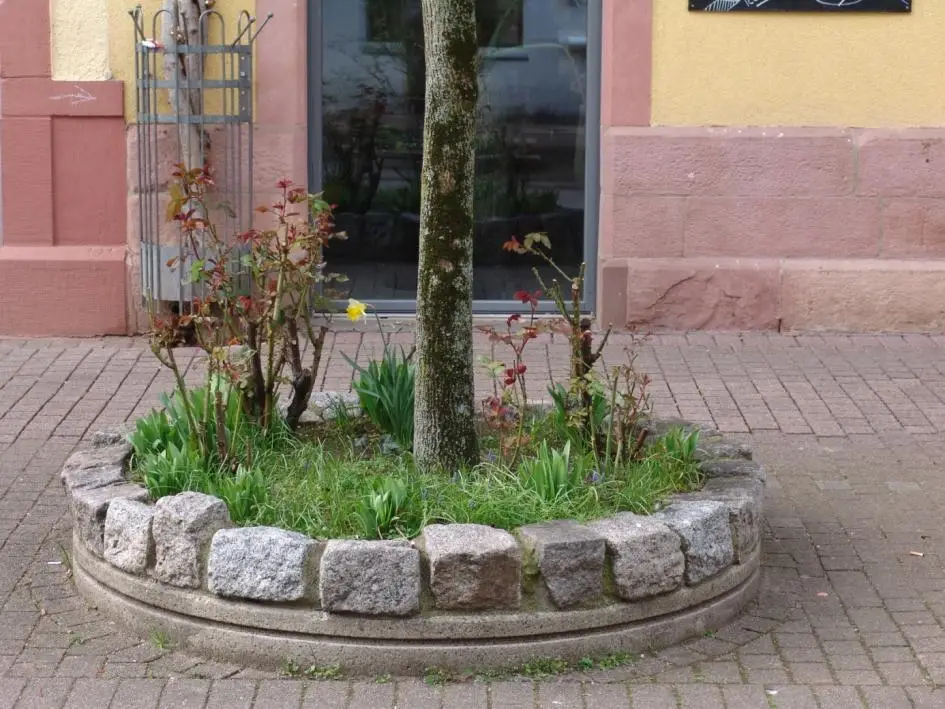 Ein kleiner Baum und mehrere Rosensträucher wachsen in einem runden Steinkübel auf einem gemauerten Gehweg vor einem gelb-rosa Gebäude mit einer Glastür.
