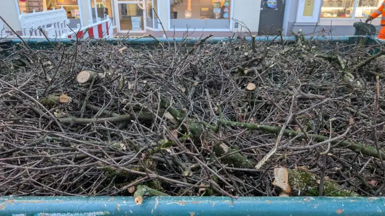 Mehr über den Artikel erfahren Stadtbäume 2024 – Stadt Offenburg informiert