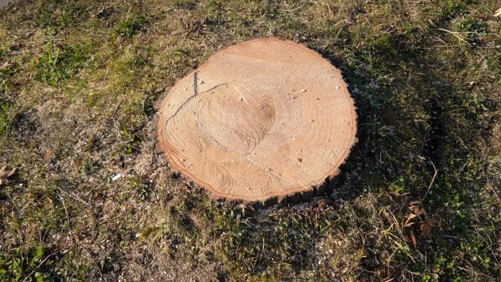 Ein Baumstumpf mit sichtbaren Jahresringen liegt auf lückenhaftem, sonnenbeschienenem Gras und Boden, umgeben von kleinem Unkraut und spärlichem Grün.