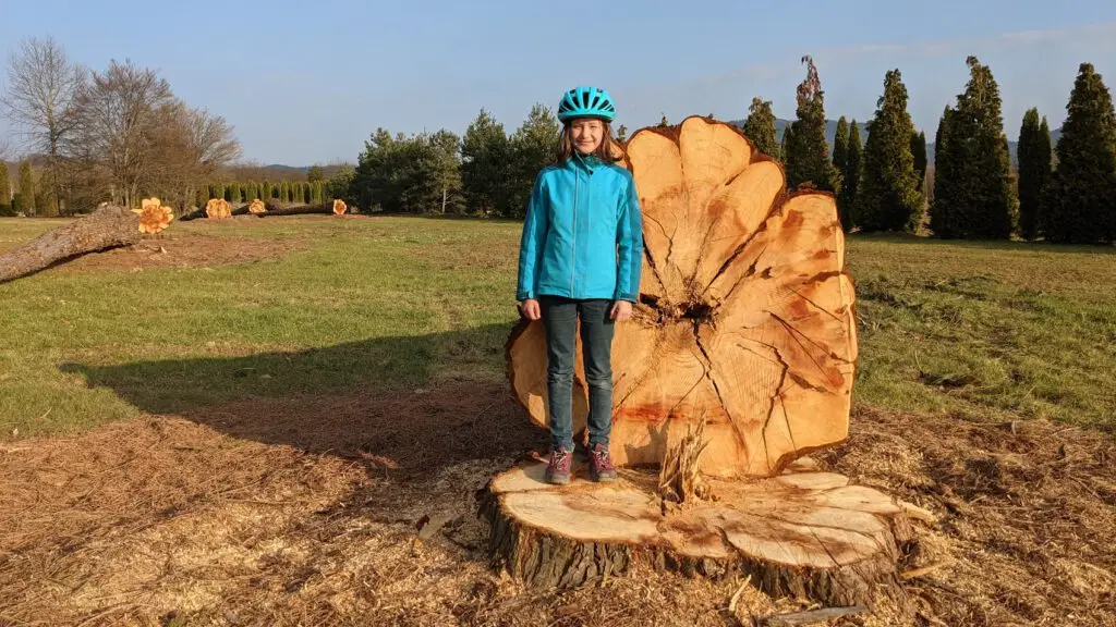 Ein Mädchen in blauer Jacke und Helm steht auf einem großen Baumstumpf neben einem großen Querschnitt des gefällten Baumes in einem grasbewachsenen Park mit Bäumen und einem klaren Himmel im Hintergrund.