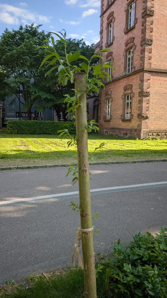 Mehr über den Artikel erfahren 🌱 Von der Weide, die ein Baum werden wollte…