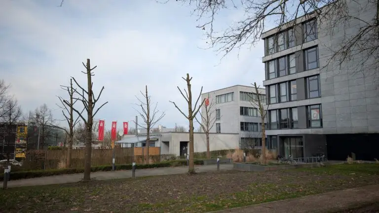 Mehr über den Artikel erfahren Offenburg braucht einen echten Baumförderplan – nicht nur faule Ausreden