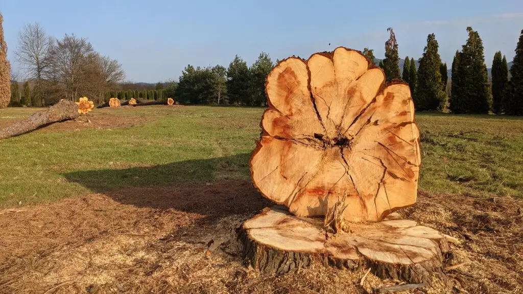 Ein großer Baumstumpf mit frisch gefällter Oberfläche und sichtbaren Jahresringen steht in einem grasbewachsenen Feld; mehrere andere umgestürzte Baumstämme liegen im Hintergrund zwischen verstreuten Bäumen.