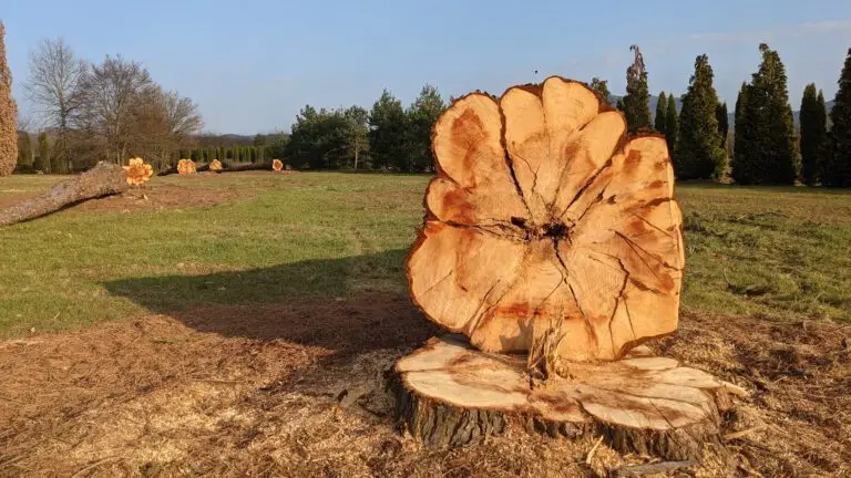 Mehr über den Artikel erfahren Mut zur Kettensäge – für eine sichere, schattenfreie Stadt
