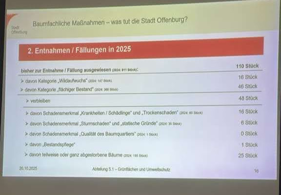 Eine Präsentationsfolie in deutscher Sprache zeigt eine Tabelle über die in Offenburg für 2025 geplanten Baumentfernungen, in der verschiedene Entfernungskategorien, Zahlen und zusätzliche Gründe aufgeführt sind, wobei insgesamt 110 Bäume angegeben sind.