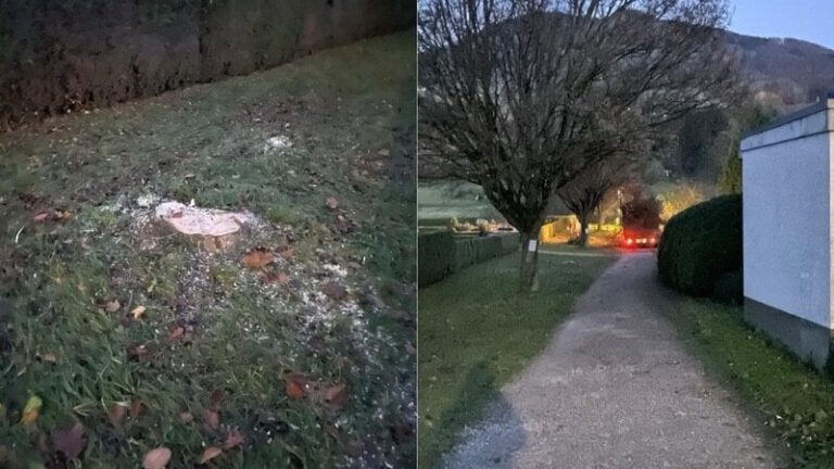 Mehr über den Artikel erfahren Nach den Fällungen in Obersasbach: Warum wir jetzt erst recht gebraucht werden