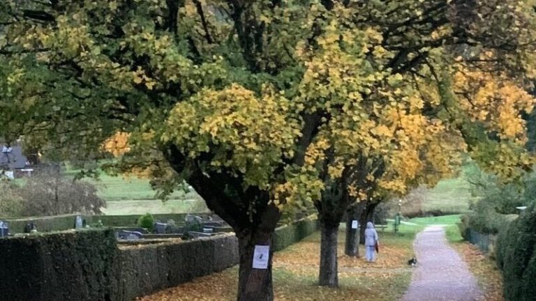 Mehr über den Artikel erfahren Weil’s Arbeit macht: Gemeinde will gesunde Bäume fällen