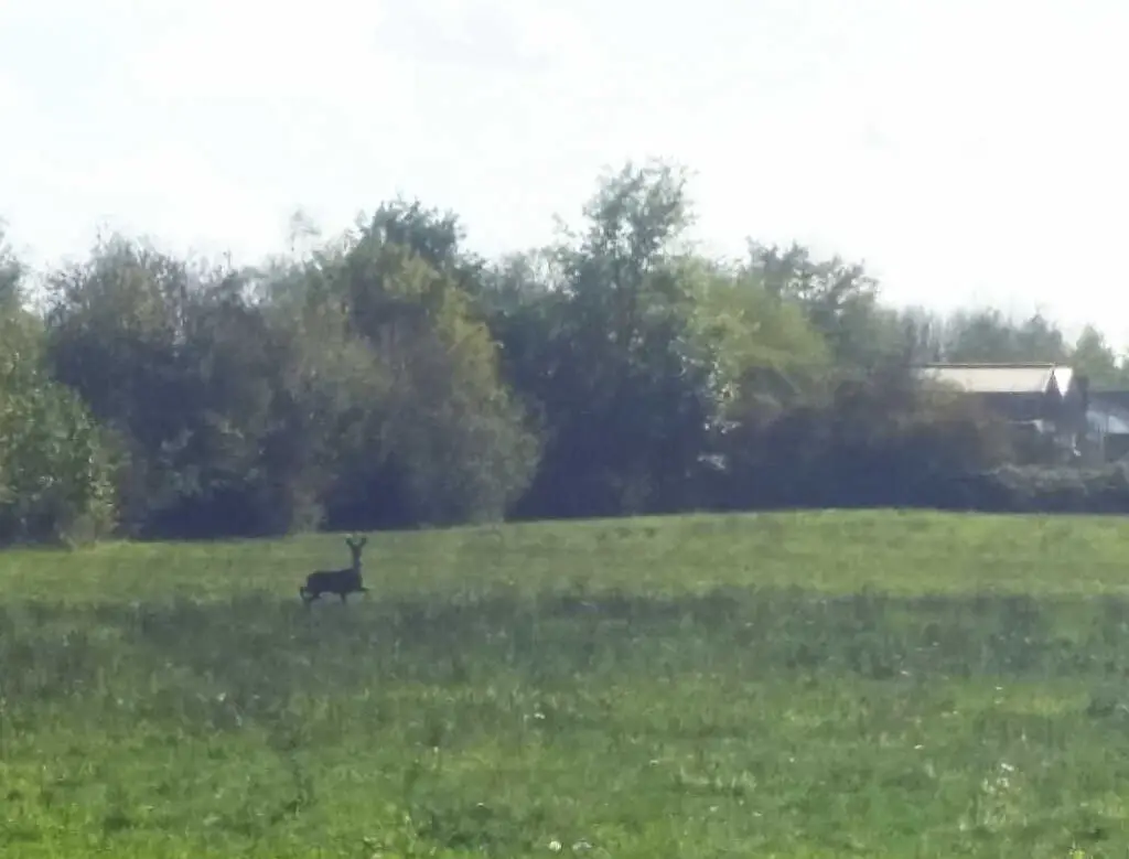 Ein einsamer Hirsch steht inmitten einer sonnenbeschienenen Wiese mit Bäumen und einem Haus im Hintergrund unter einem hellen Himmel.