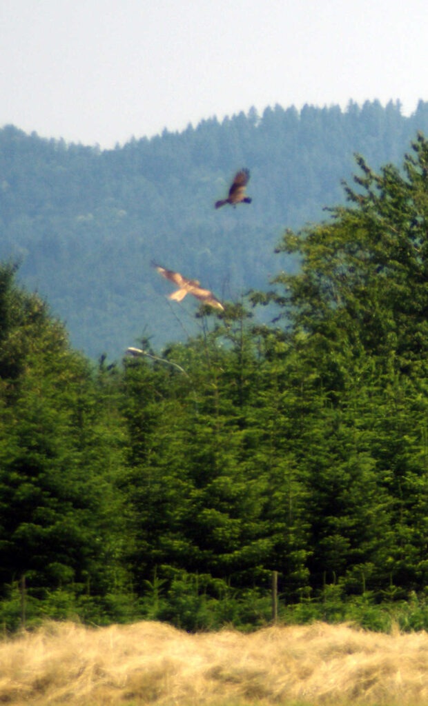 Zwei Raubvögel fliegen über immergrünen Bäumen, mit einem grasbewachsenen Feld im Vordergrund und bewaldeten Hügeln im Hintergrund unter einem dunstigen Himmel.
