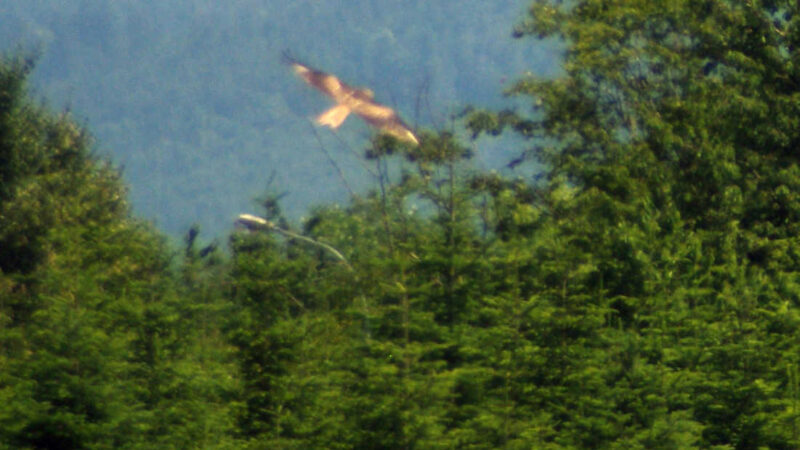 Zwei Raubvögel fliegen über immergrünen Bäumen, mit einem grasbewachsenen Feld im Vordergrund und bewaldeten Hügeln im Hintergrund unter einem dunstigen Himmel.