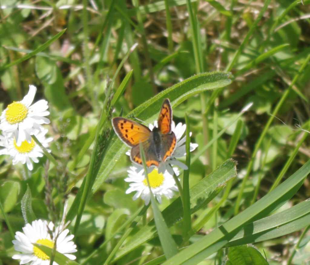 Ein kleiner orange-schwarzer Schmetterling ruht auf einer weißen Gänseblümchenblüte inmitten von grünem Gras und Blättern in einer sonnenbeschienenen Außenumgebung.