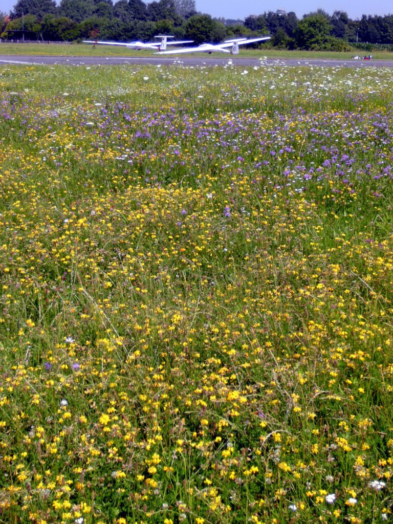 Ein weißes Segelflugzeug ist auf einer Landebahn in der Ferne zu sehen, hinter einem großen Feld mit gelben und violetten Wildblumen, unter einem teilweise bewölkten Himmel mit Bäumen im Hintergrund.