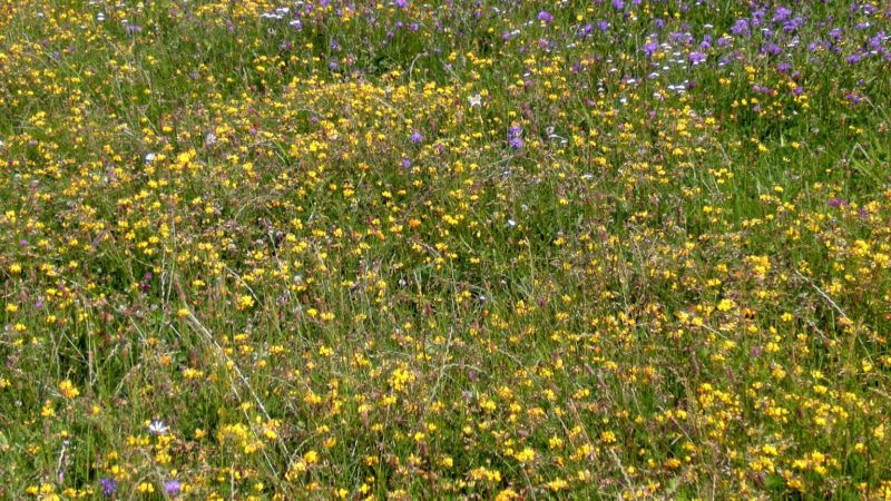 Ein weißes Segelflugzeug ist auf einer Landebahn in der Ferne zu sehen, hinter einem großen Feld mit gelben und violetten Wildblumen, unter einem teilweise bewölkten Himmel mit Bäumen im Hintergrund.