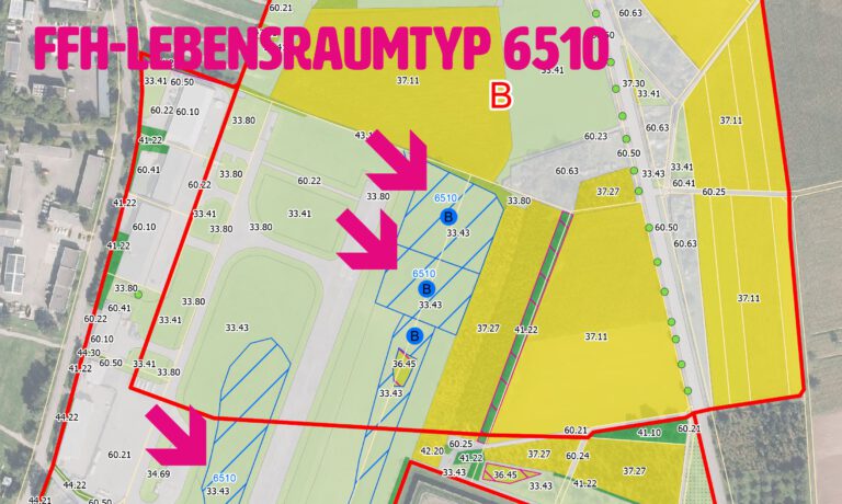 Mehr über den Artikel erfahren FFH-Lebensraumtyp 6510 am Sonderlandeplatz: Warum wir eine fachliche Anfrage gestellt und öffentlich gemacht haben