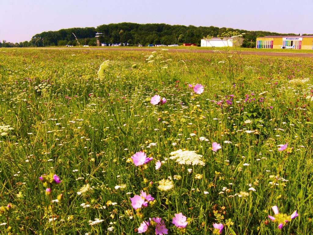 Ein Feld von Wildblumen mit rosa, weißen und gelben Blüten erstreckt sich unter dem klaren Himmel bis zu entfernten Gebäuden und einem baumbewachsenen Hügel.