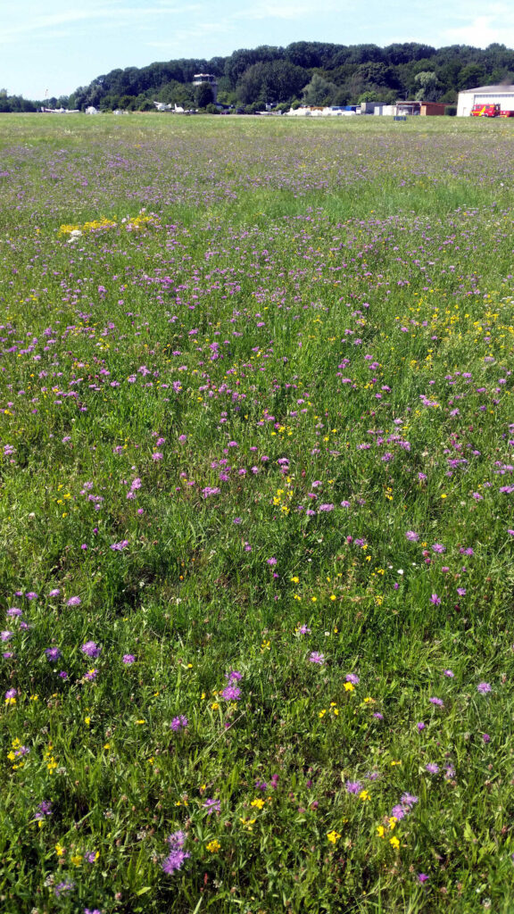 Ein großes Grasfeld mit kleinen lila und gelben Wildblumen, das sich in die Ferne erstreckt. Im Hintergrund sind Bäume, Gebäude und ein teilweise bewölkter Himmel zu sehen.