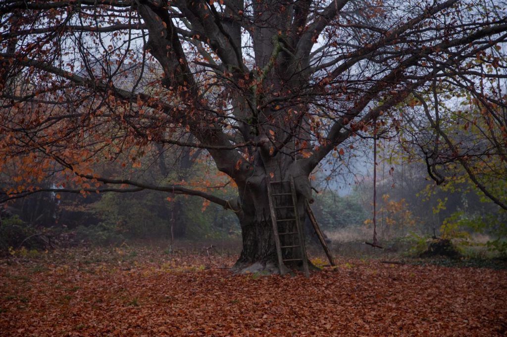 In einem nebligen Hof steht ein großer Baum mit spärlichem Herbstlaub. Eine alte Holzleiter lehnt am Stamm, und an einem Ast hängt eine einfache Seilschaukel. Der Boden ist mit abgefallenem Laub bedeckt.