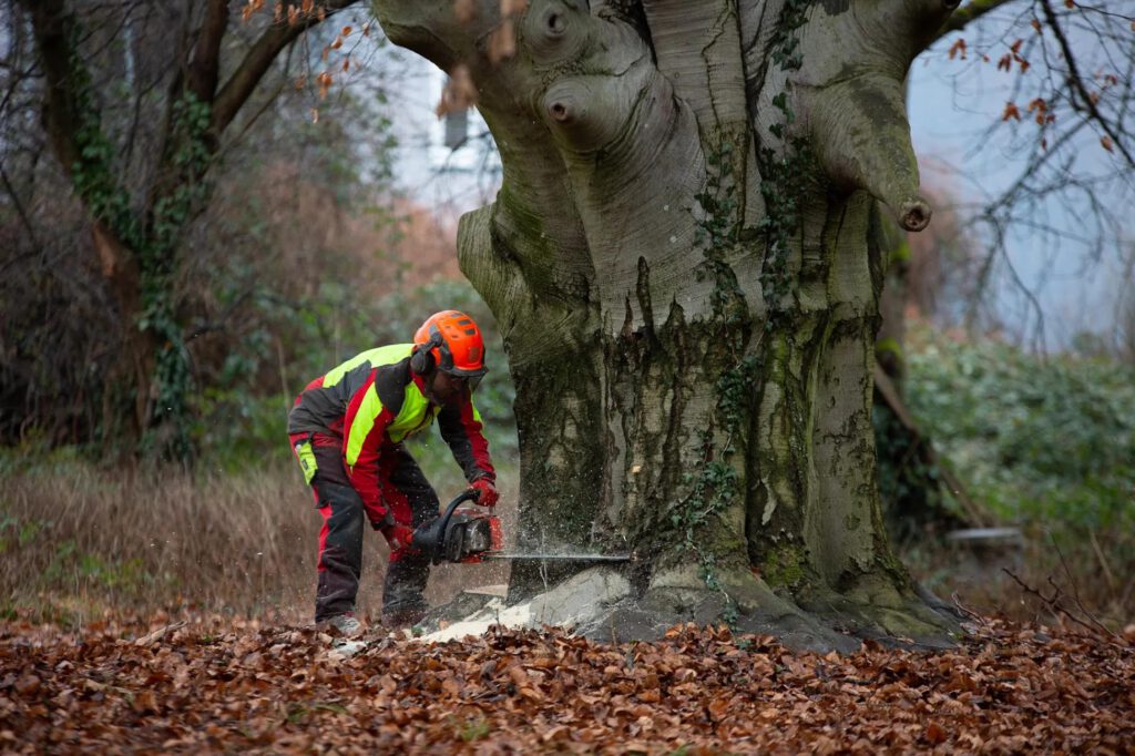Eine Person in Schutzkleidung fällt mit einer Kettensäge einen großen Baum in einem Waldgebiet, umgeben von Laub und braunem Laubwerk.