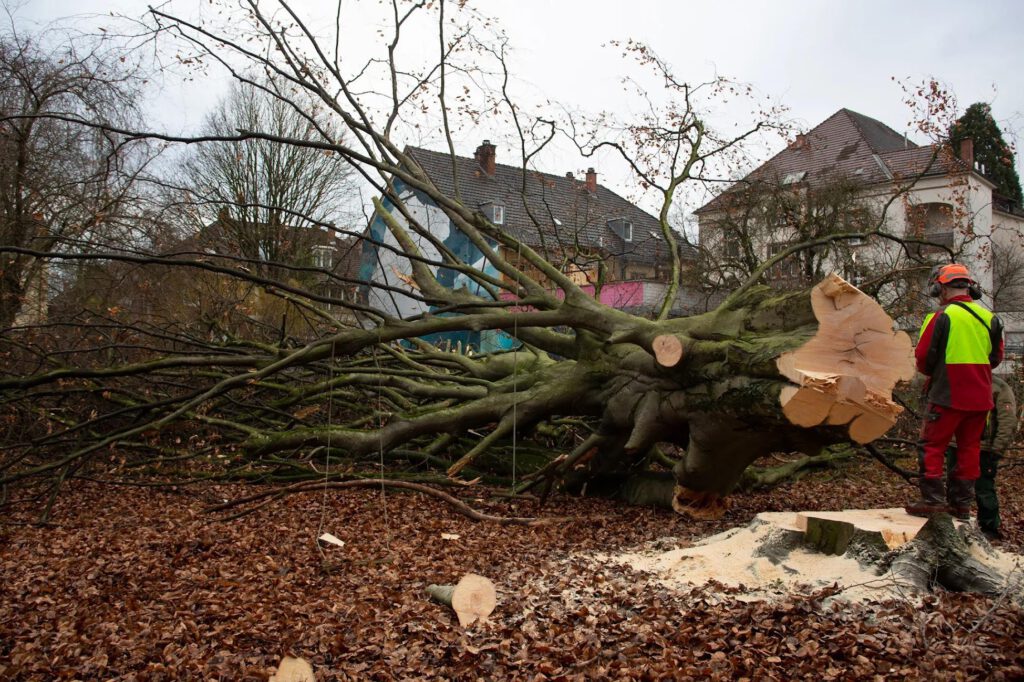 Ein Arbeiter in einer Sicherheitsweste und mit einem Helm steht neben einem großen, umgestürzten Baum, der gerade gefällt wurde; auf dem Boden liegen Sägespäne und Baumstämme, im Hintergrund sind Häuser zu sehen.