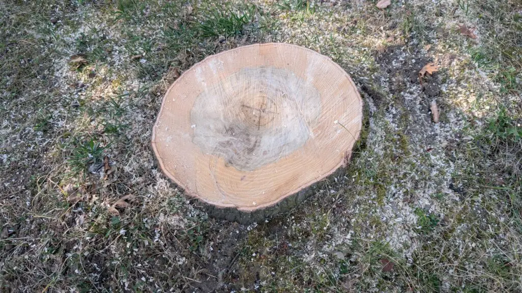 Ein großer Baumstumpf mit glatten, hellen Jahresringen ist von Gras und verstreuten Holzspänen auf dem Boden umgeben.