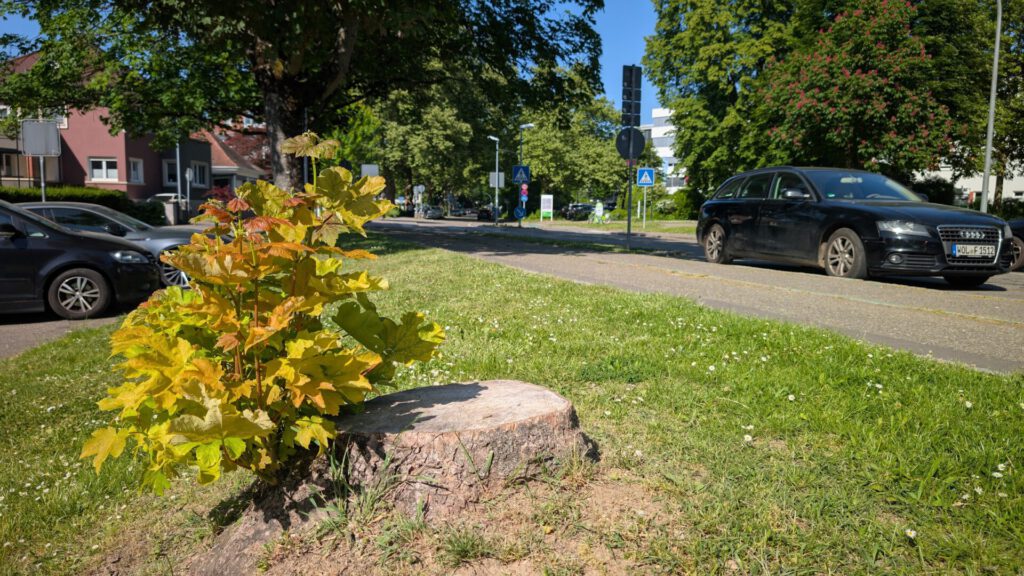 Ein Baumstumpf, aus dem neue grüne und gelbe Blätter sprießen, steht auf einem Grasstreifen neben einer Straße mit geparkten Autos und Bäumen unter einem sonnigen blauen Himmel.