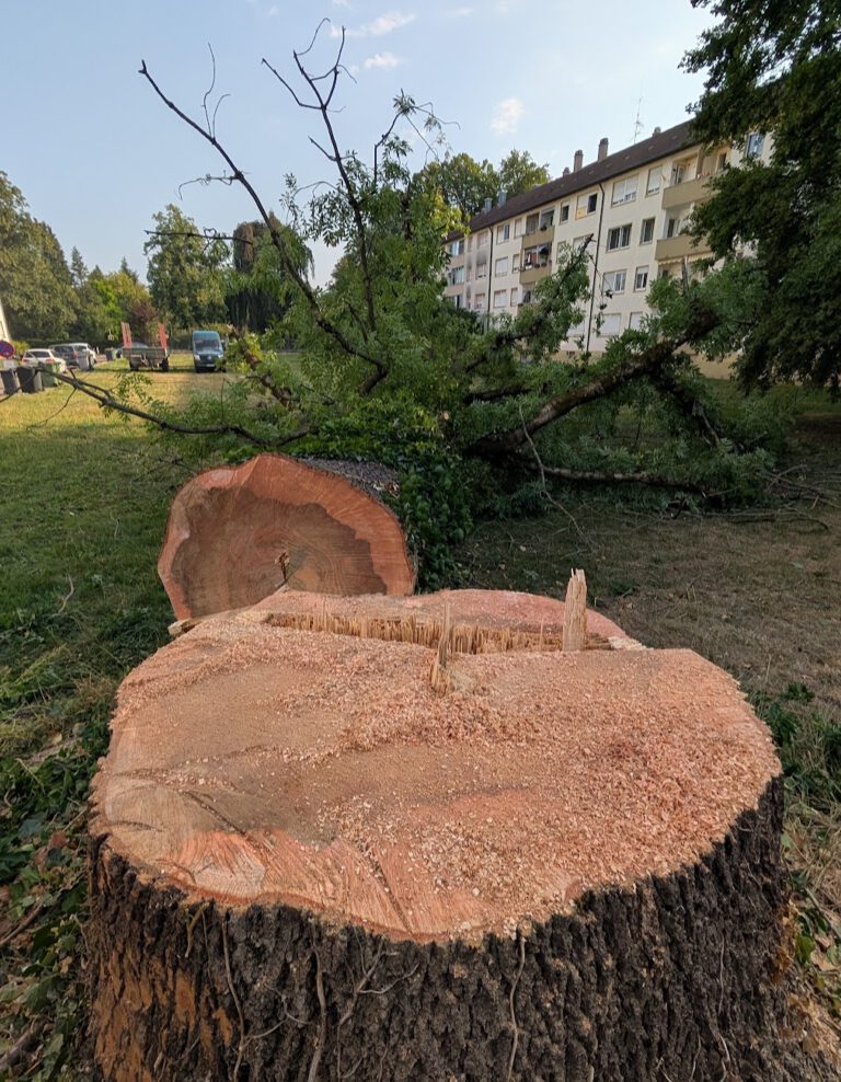 Mehr über den Artikel erfahren Welche Bäume braucht Offenburg? Jetzt bist du gefragt.