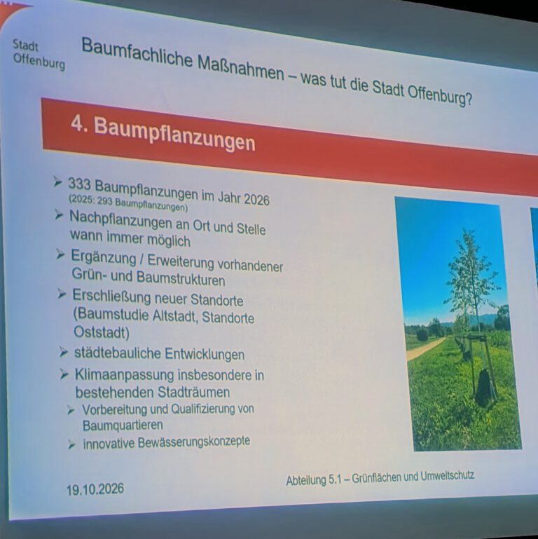 Mehr über den Artikel erfahren Mehr neue Bäume, große Herausforderungen: Offenburgs Stadtbaumbericht 2026